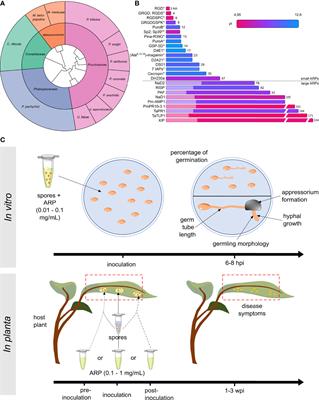 A Short Review of Anti-Rust Fungi Peptides: Diversity and Bioassays